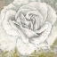Picture of WHITE ROSE BLOSSOM SQUARE