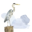 Picture of BIRDS OF THE COAST ON WHITE I