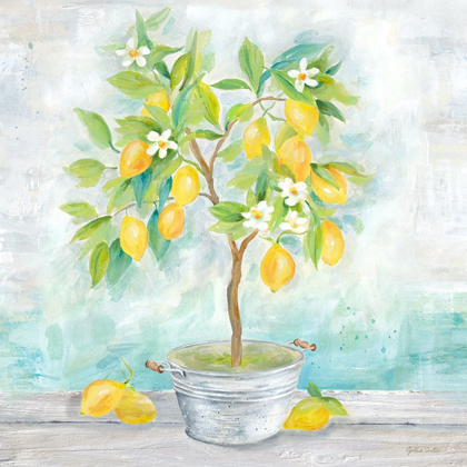 Picture of COUNTRY LEMON TREE