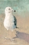 Picture of BEACH BIRD