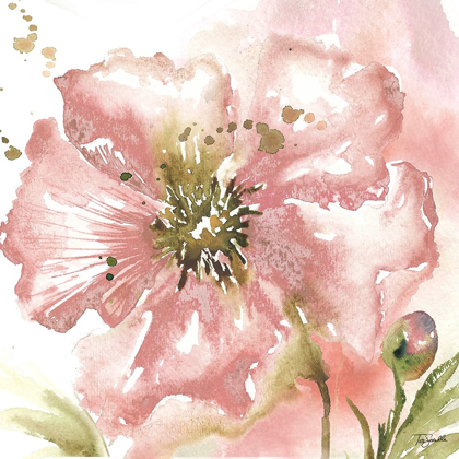 Picture of BLUSH WATERCOLOR POPPY II