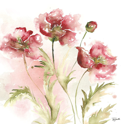 Picture of BLUSH WATERCOLOR POPPY III