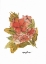 Picture of CORAL FLORAL 