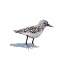 Picture of SANDPIPER ON WHITE I