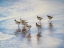 Picture of SAND DANCERS