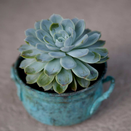 Picture of THE LITTLE SUCCULENT