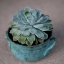 Picture of THE LITTLE SUCCULENT
