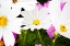 Picture of DAISIES I
