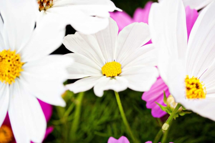 Picture of DAISIES I