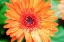 Picture of ORANGE GERBERA