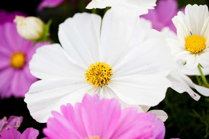 Picture of DAISIES II