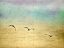 Picture of SEAGULLS IN THE SKY II
