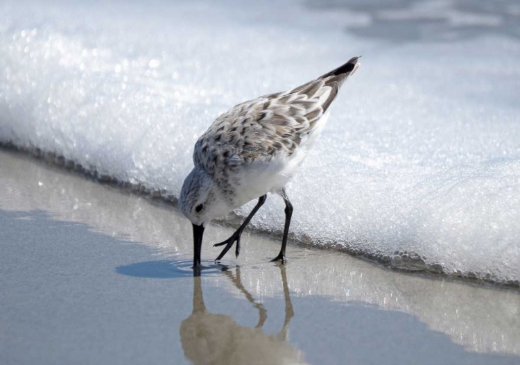 Picture of SANDPIPER I