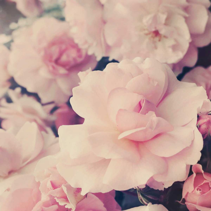 Picture of PINK BLOSSOMS I
