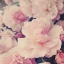 Picture of PINK BLOSSOMS I