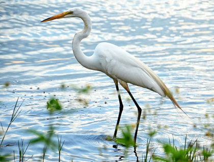 Picture of BY THE LAKE EGRET
