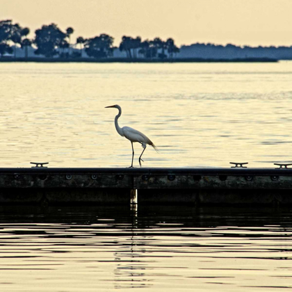 Picture of ALONG THE PIER