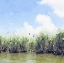 Picture of WATERCOLOR BLACK HAMMOCK LAKE