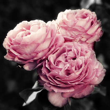 Picture of PINK FLORALS IN NOIR