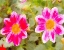 Picture of LAST SPRING II