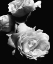 Picture of DRAMATIC LOVE BLOOMS II