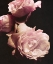 Picture of SOLITARY BOUQUET II