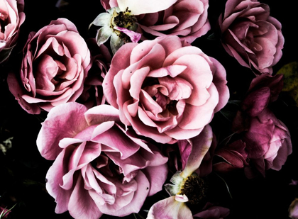 Picture of BAROQUE ROSES