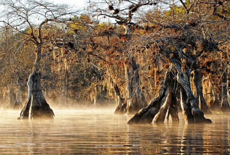 Picture of CYPRESS CREEK I