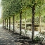 Picture of PARISIAN STROLL I
