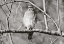 Picture of HAWK