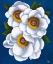 Picture of WHITE FLOWERS ON BLUE II