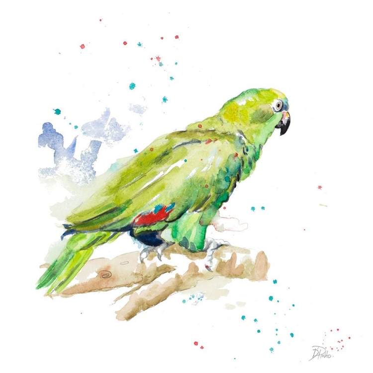 Picture of AMAZON PARROT III