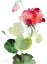 Picture of GERANIUM II