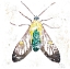 Picture of WILD BUTTERFLY
