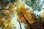 Picture of LOOKING UP