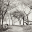 Picture of VIRGINIA PARK WALK