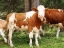 Picture of SWISS COWS