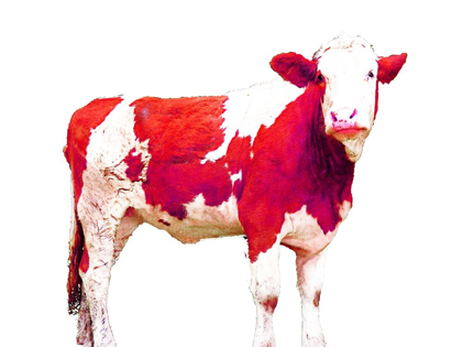 Picture of BRIGHT RED SWISS COW