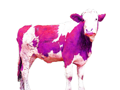Picture of BRIGHT VIOLET SWISS COW