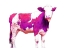 Picture of BRIGHT VIOLET SWISS COW