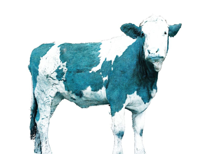 Picture of BRIGHT BLUE SWISS COW