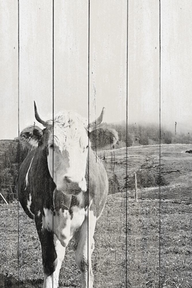 Picture of BW COUNTRY COWS ON WOOD