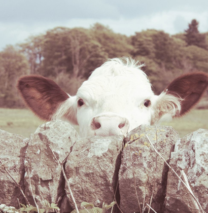 Picture of PEEK-A-BOO COW