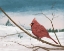 Picture of AUBURN CARDINAL