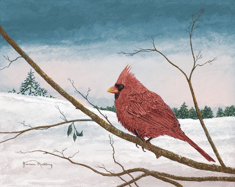 Picture of AUBURN CARDINAL