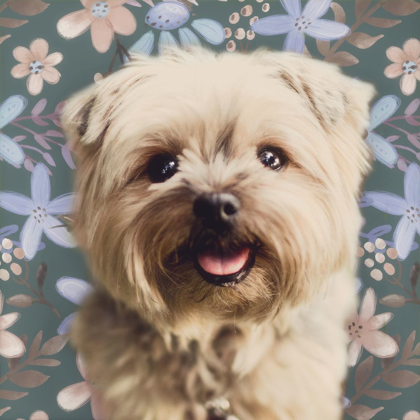 Picture of YORKY PORTRAIT