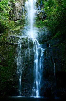 Picture of NATURAL RAIN FOREST