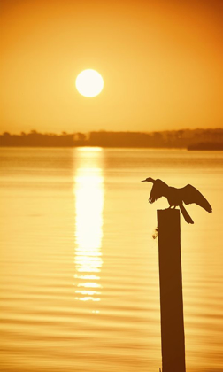 Picture of BIRD WATCH ON THE LAKE