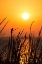 Picture of SUNSET ON THE LAKE II