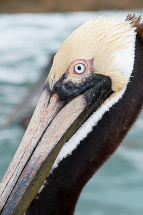 Picture of BAYSIDE PELICAN